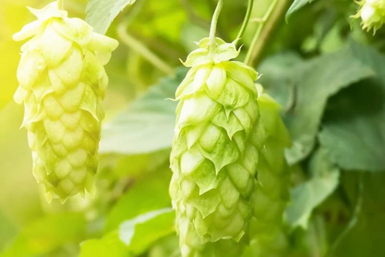 Combien y a-t-il de sortes de houblon