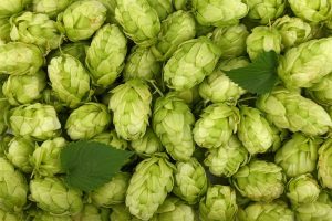 Introduction to hops-a beginner's guide to brewing beer