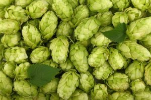 Introduction au houblon - un guide du débutant pour le brassage de la bière