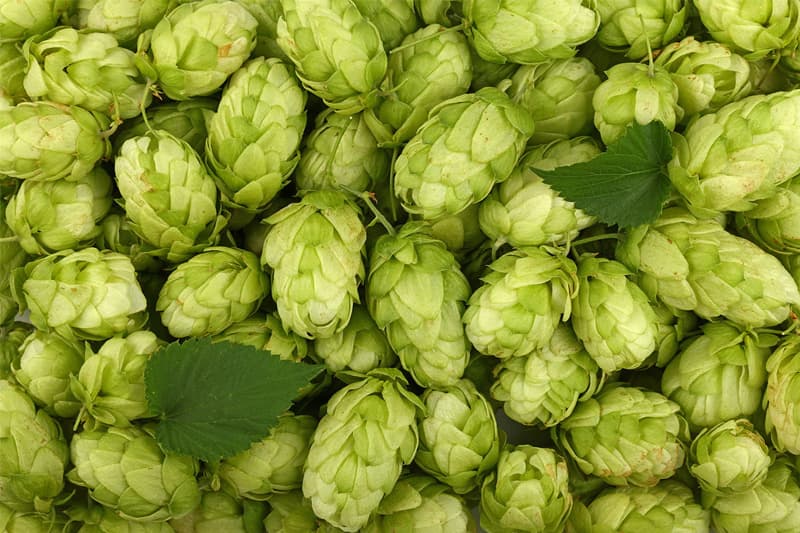 Introduction au houblon - un guide du débutant pour le brassage de la bière