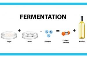 Beer fermentation process