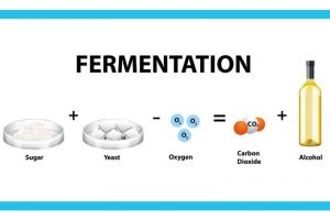 Processus de fermentation de la bière