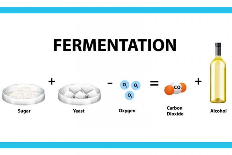 Was ist die primäre Fermentation? - Beer Fermentation Process 768x512