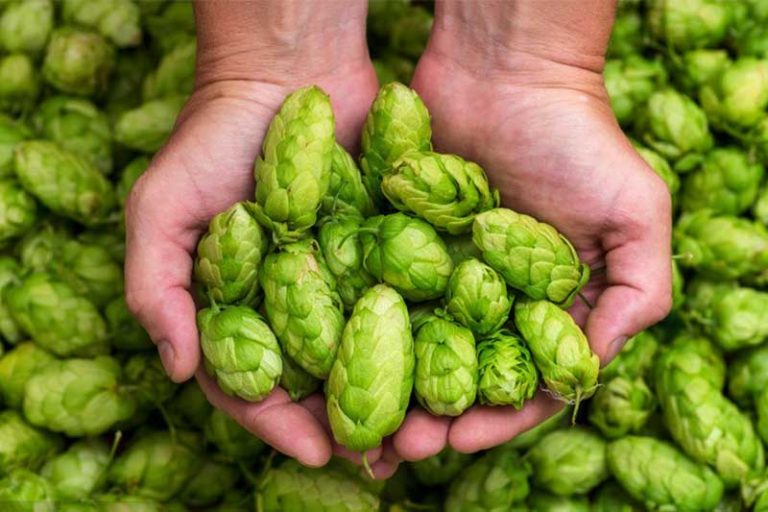 How to avoid the adverse effects of phenolic substances in the fermentation process