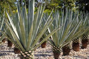 The process of making tequila