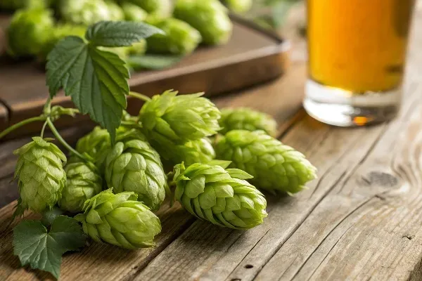 Costly hops in brewing